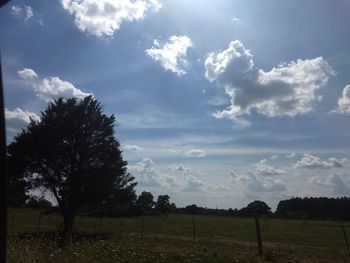 Trees on field against sky