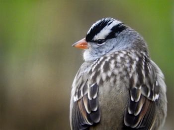 Close-up of a bird