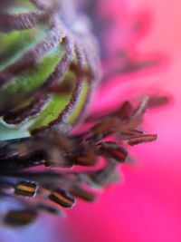 Close-up of flower