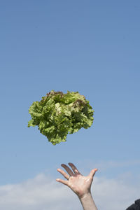 Person holding leaf against blue sky