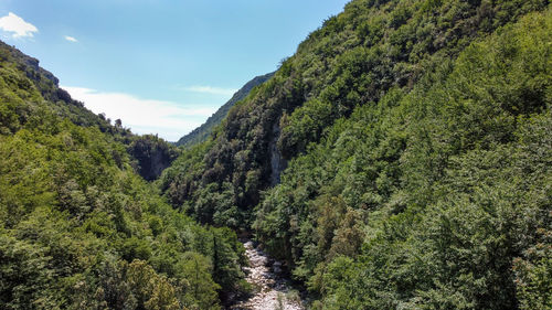 Scenic view of trees growing in forest against sky