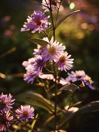 Close-up of pink flowers