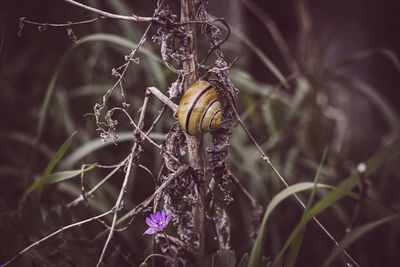 Close-up of insect on plant