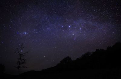 Silhouette trees against star field at night