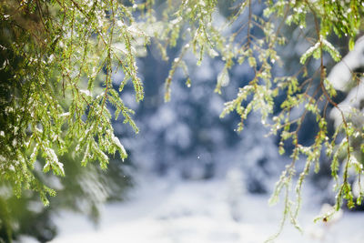 Close-up of snow on tree during winter