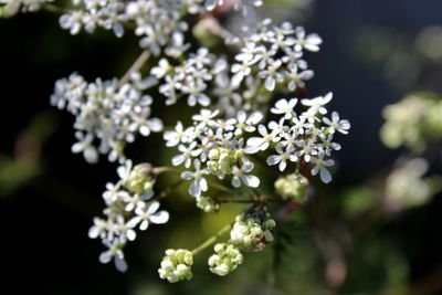 Close-up of white flowering plant