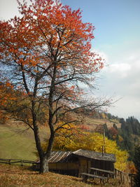 Trees against sky during autumn