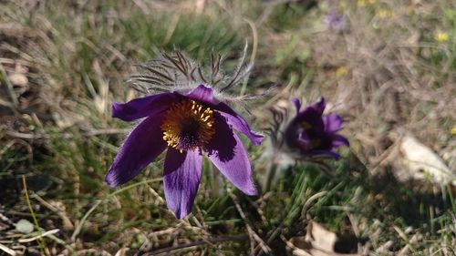 Close-up of purple crocus blooming outdoors