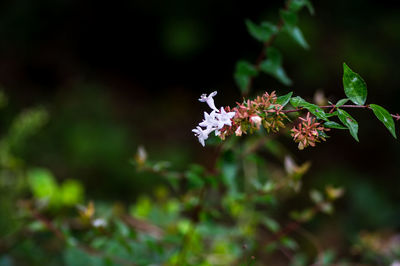 Close-up of flowering plant