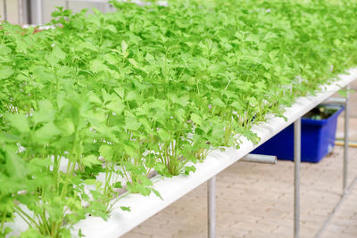 Close-up of plants growing on table