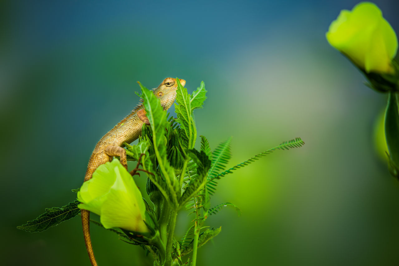 green, animal themes, animal, animal wildlife, nature, one animal, wildlife, macro photography, plant, yellow, insect, flower, leaf, close-up, no people, plant part, beauty in nature, outdoors, focus on foreground, branch, animal body part, grass, environment, plant stem, green background, reptile, tree