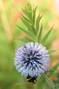 Close-up of flowering plant