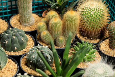 Close-up of succulent plant