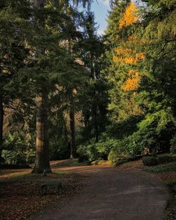 Trees in forest during autumn