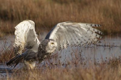Close-up of snowy owl
