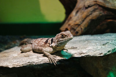 Close-up of lizard on rock