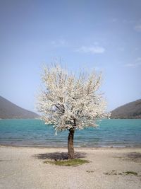 Tree by sea against sky