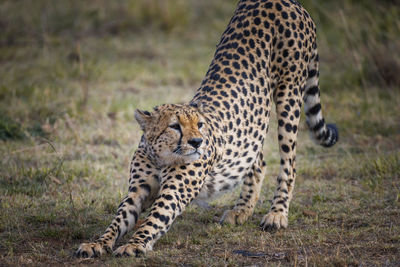 Cheetah relaxing on field