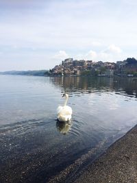 Swan swimming in lake against sky