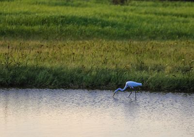 Heron drinking water in lake