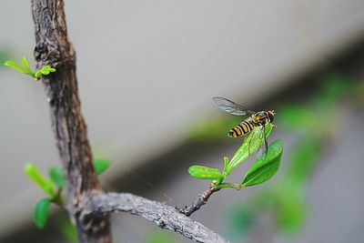 Close-up of insect on wall