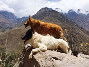 Dogs on rock against mountains