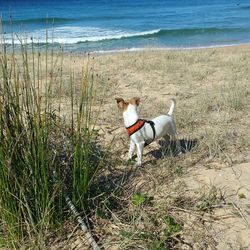 Dog standing on beach against sea