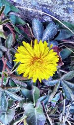 Close-up of yellow flowering plant