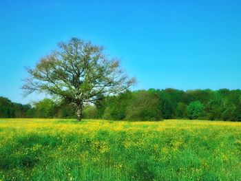 Scenic view of field against clear sky