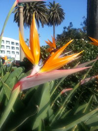 Close-up of orange flowers blooming outdoors