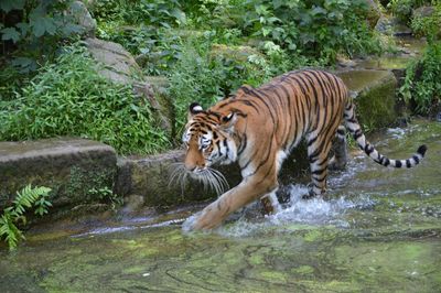 Zebras in a drinking water