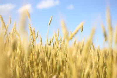Close-up of wheat growing on field against sky