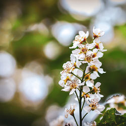 Close-up of white cherry blossoms