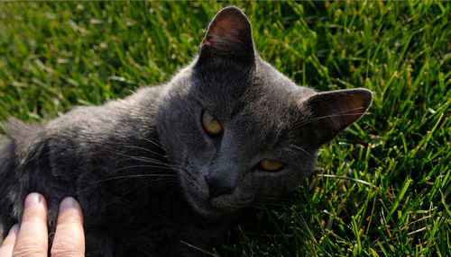 Close-up muzzle of cat with yellow-green eyes, a long white mustache, gray nose and shiny coat. 