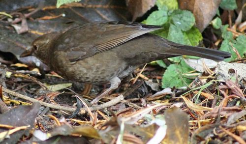 Close-up of bird perching