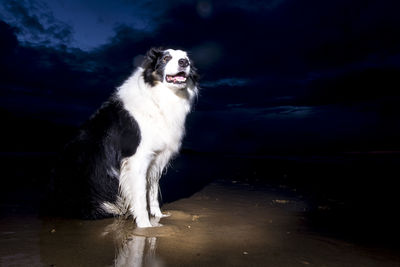 Dog looking away while sitting at night