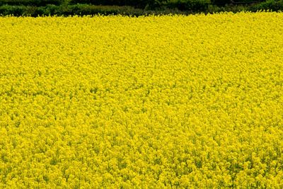 Full frame of yellow flowers in field