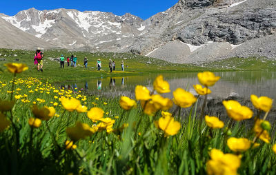 Close-up of red poppy flowers on field