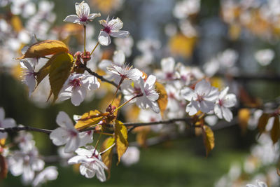 Close-up of white flowering plant