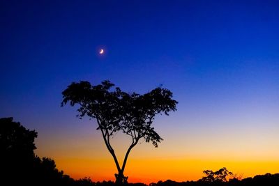 Low angle view of silhouette tree against sky at night