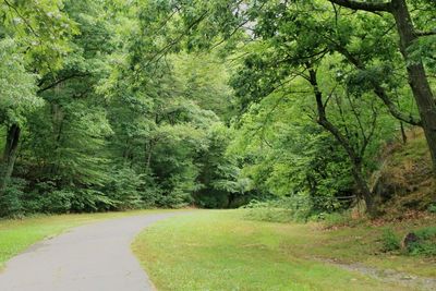 Road amidst trees