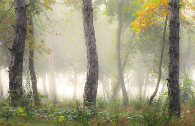 Trees in forest