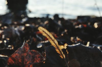 Close-up of leaf