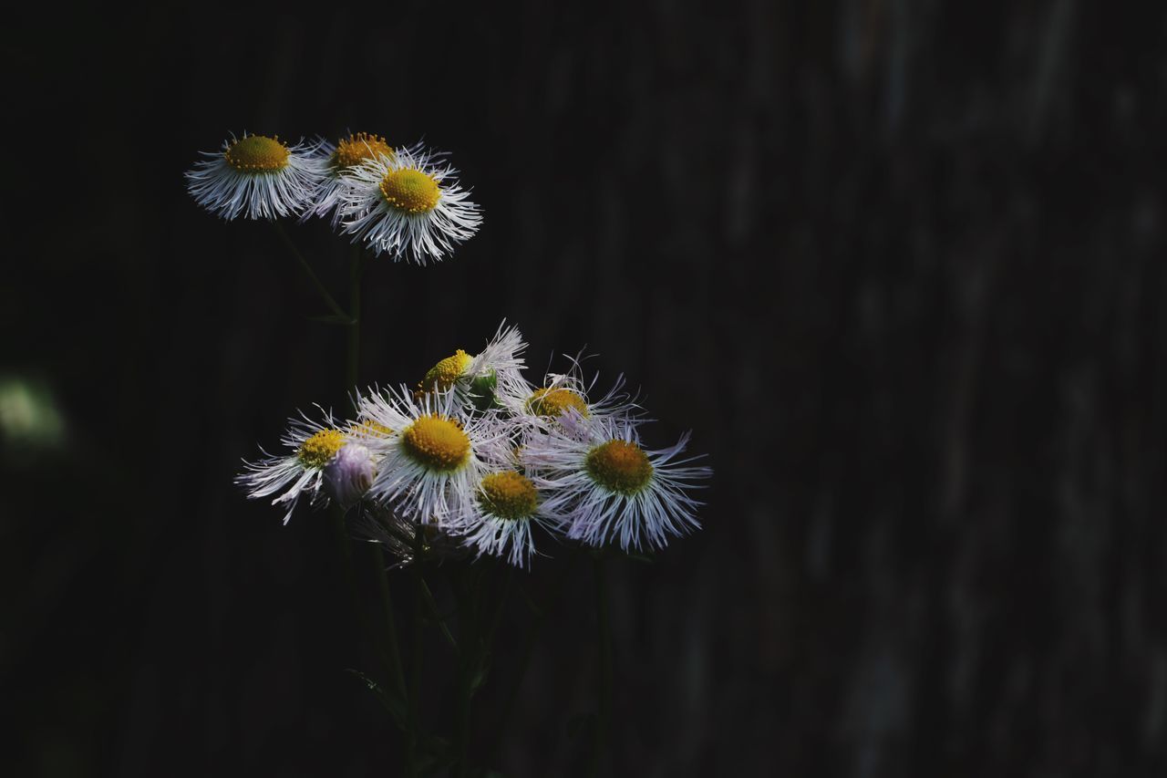 flower, fragility, flower head, petal, nature, growth, freshness, beauty in nature, yellow, close-up, no people, plant, pollen, uncultivated, blooming, outdoors, night