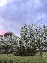 Cherry blossom trees on field against sky