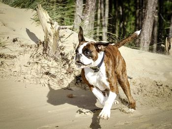 Dog with dog in background