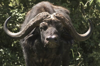 Close-up portrait of an animal