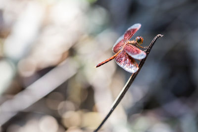 Close-up of dried plant