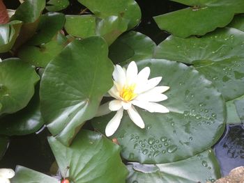 Close-up of lotus water lily in pond