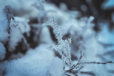 snow